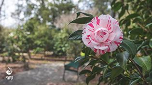 uwf camellia garden with a pink blooming flower